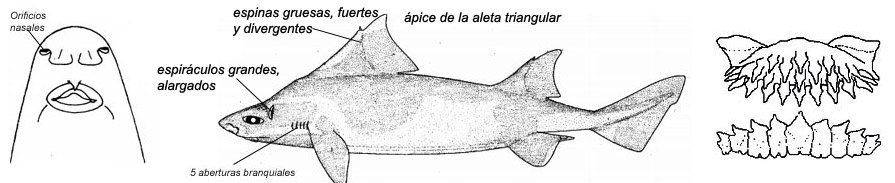 Oxynotus centrina_03.jpg